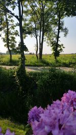 Scenic view of flowering trees on field against sky