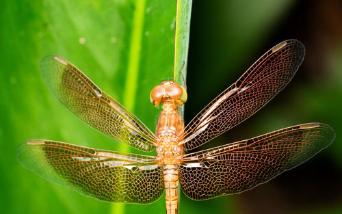 Close-up of dragonfly