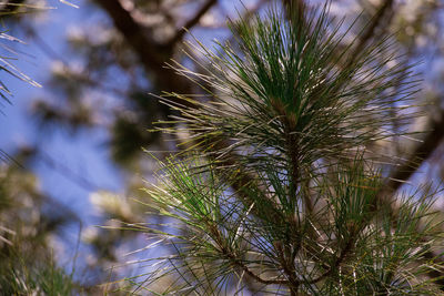 Low angle view of pine tree against sky