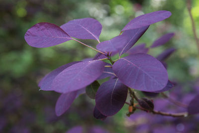Close-up of purple flowers