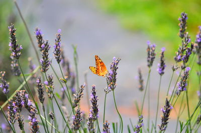 Orange butterfly on purple flower