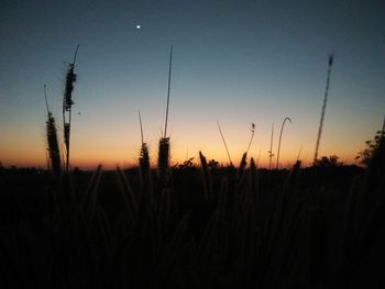 Close-up of silhouette plants against clear sky at sunset