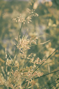 Close-up of flowers growing in field