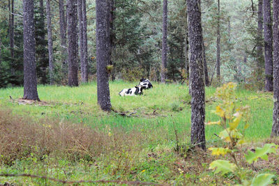 View of a dog in the forest