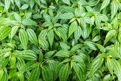 Full frame shot of green plant