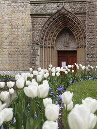 Close-up of white flowering plants against building