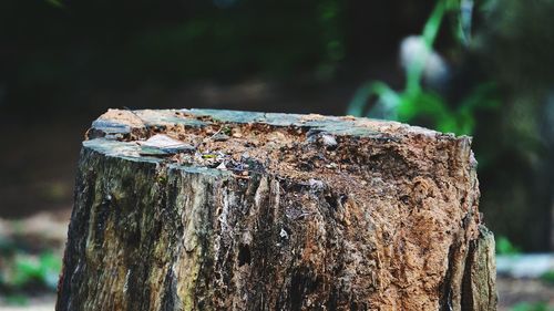 Close-up of tree stump in forest