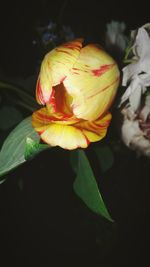 Close-up of rose flower