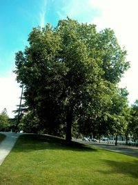 Trees in park