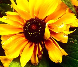 Macro shot of yellow flower