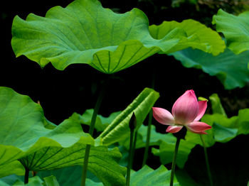 Close-up of lotus water lily blooming outdoors