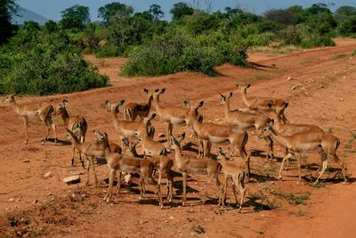 Flock of antelope grazing in a field