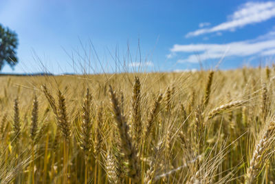 Close-up of wheat field against sky