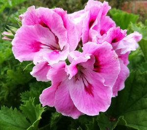 Close-up of pink flower blooming outdoors