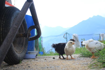 These are free range chickens from the hoferhof. they live peacefully with rabbits, cats and a dog.