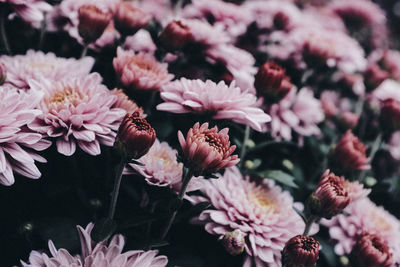 Close-up of pink flowering plants