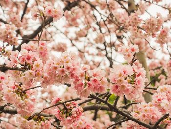 Close-up of cherry blossoms in spring