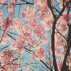Low angle view of cherry blossom tree