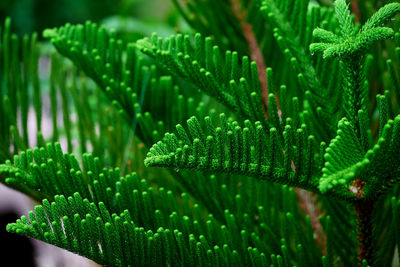 A beautiful pine leaves pattern with raindrops