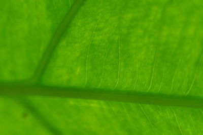 Full frame shot of green leaves