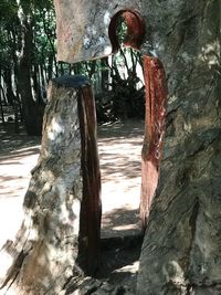 Close-up of tree trunk