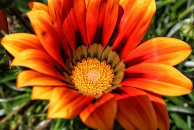 Close-up of red flower