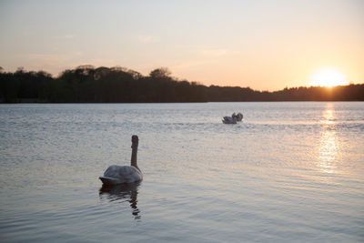 Swan swimming in lake during sunset