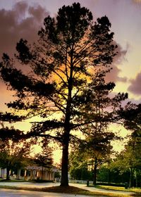 Trees at sunset