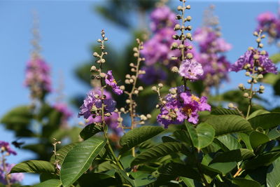 Close-up of purple flowering plant