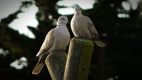 Close-up of birds perching on a tree