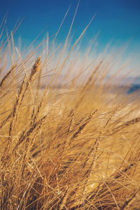 Close-up of wheat field against sky