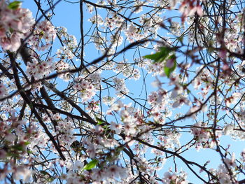 Low angle view of apple blossoms in spring