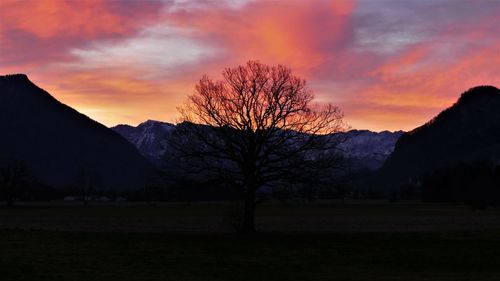 Silhouette bare trees on field against sky during sunset