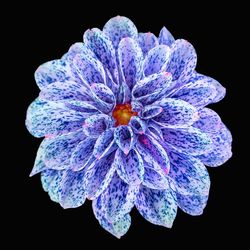 Close-up of blue dahlia against black background