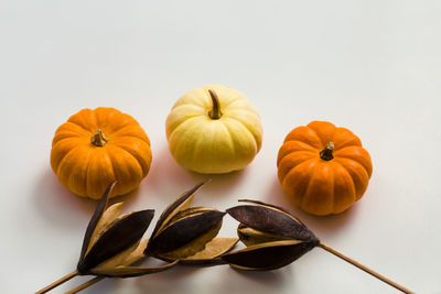 High angle view of pumpkins against white background
