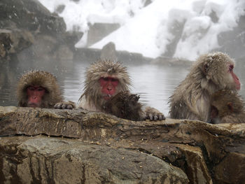 View of monkey on rock