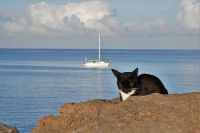 Cat on beach against sky
