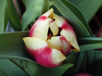 Close-up of pink flowering plant