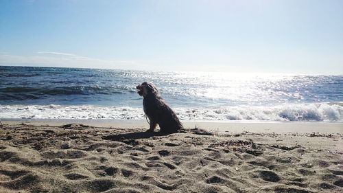 Dog sitting on sand at beach against sky