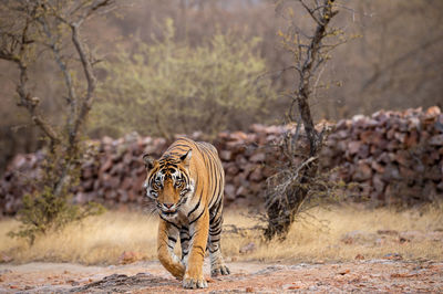 Cat walking in a forest