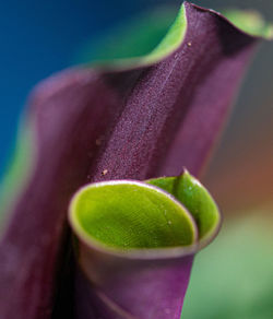 Close-up of green plant