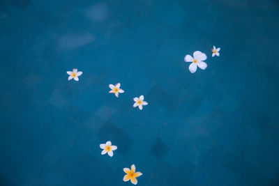 High angle view of flowers