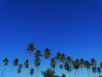 Low angle view of palm trees against clear blue sky