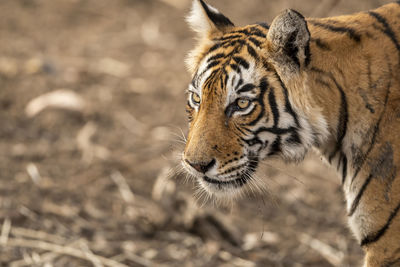 Close-up of a tiger