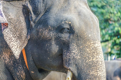 Close-up of elephant