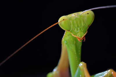 Close-up of insect on leaf