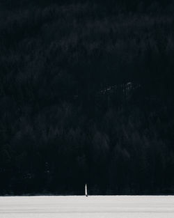 Trees on field against sky