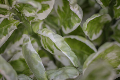 Close-up of leaves