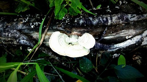 High angle view of a mushrooms