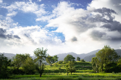 Trees on field against sky